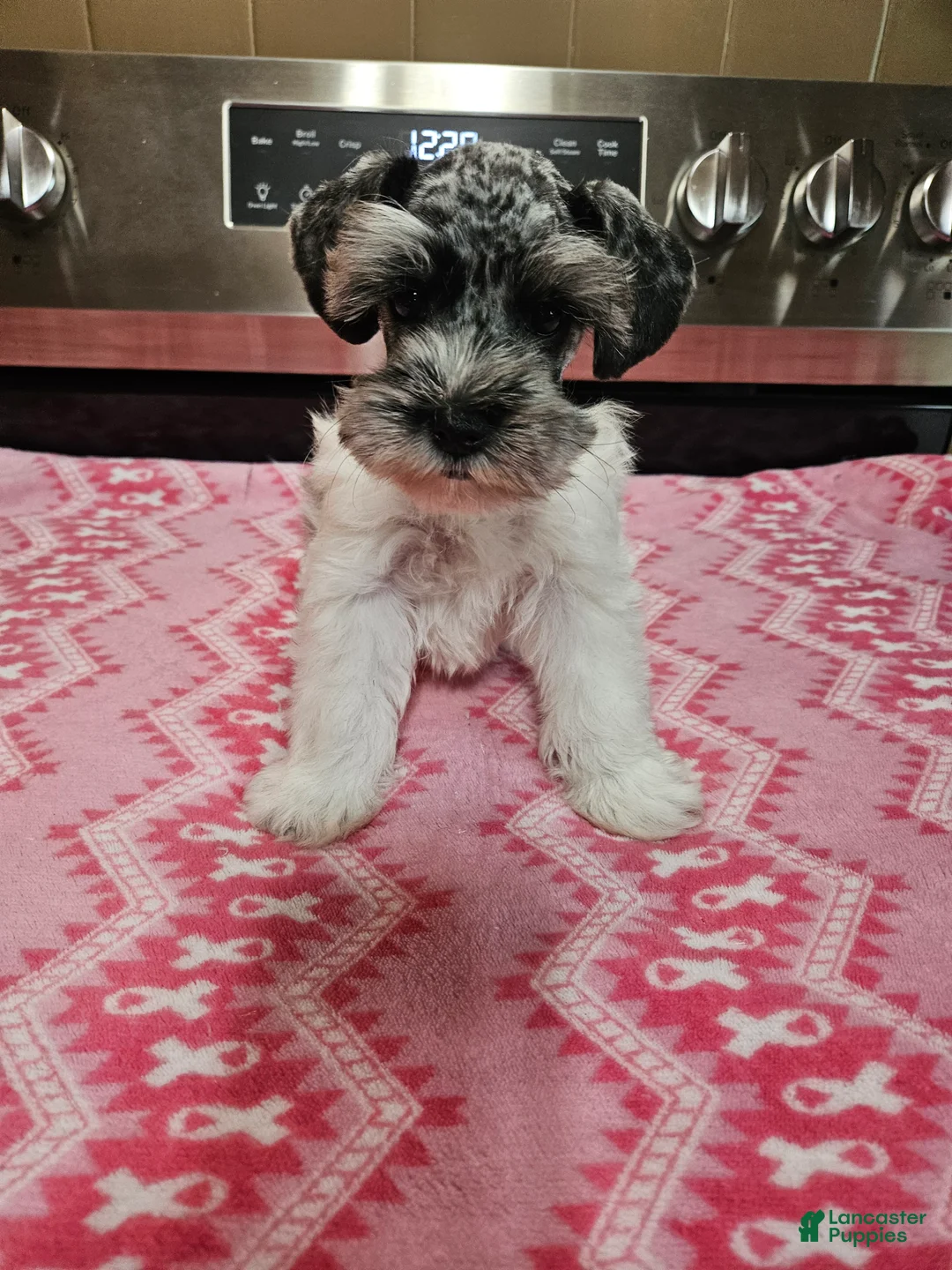Miniature Schnauzer dogs for sale: Blue merle parti female  - Ad 2