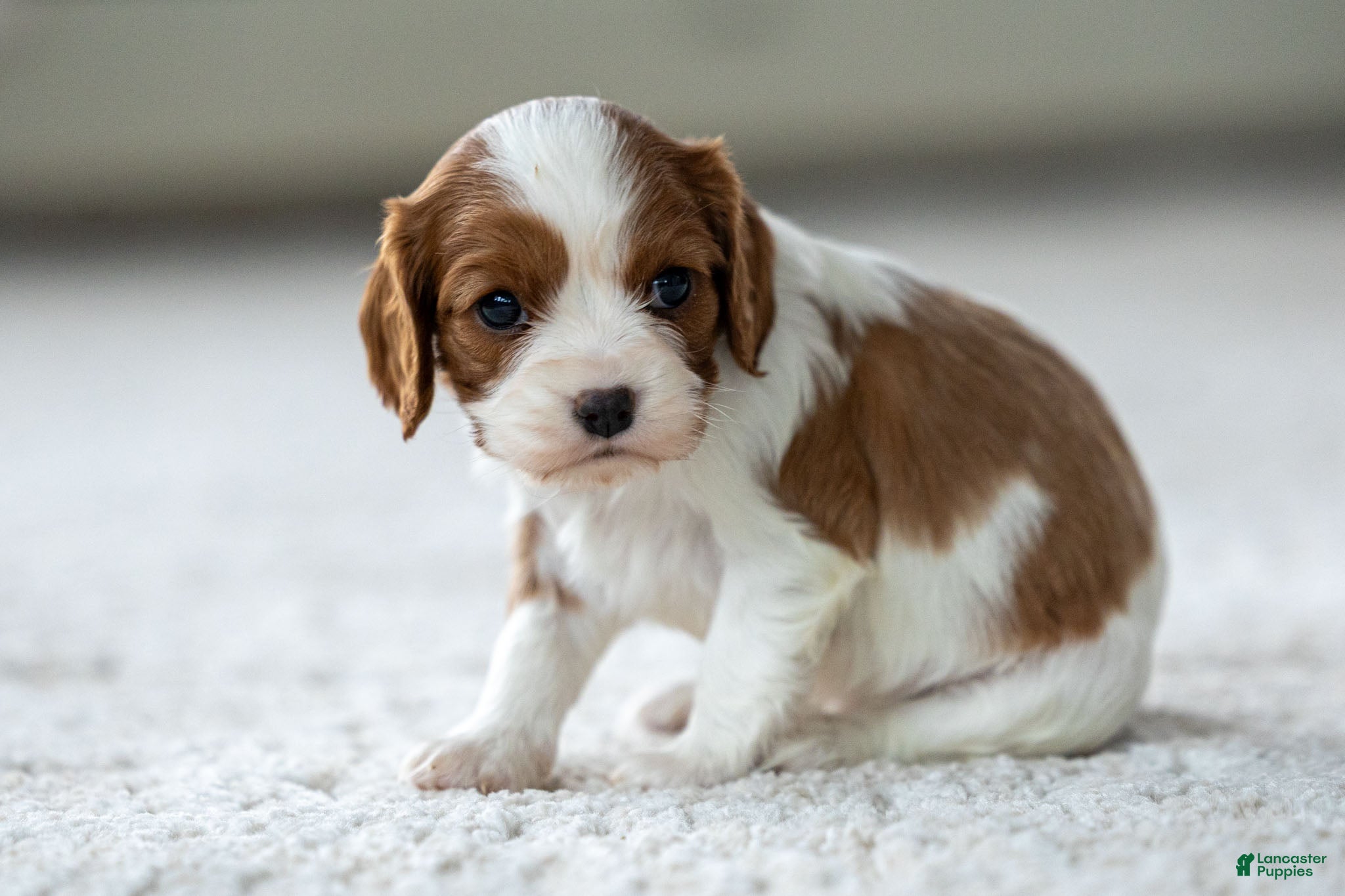Cavalier King Charles Spaniel dogs for sale: Olive the Cavalier King Charles Spaniel - Ad 2