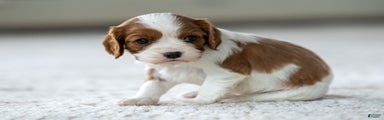 Olive the Cavalier King Charles Spaniel