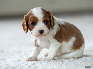 Cavalier King Charles Spaniel dogs Olive the Cavalier King Charles Spaniel - Ad 37