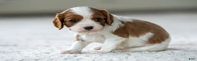 Olive the Cavalier King Charles Spaniel