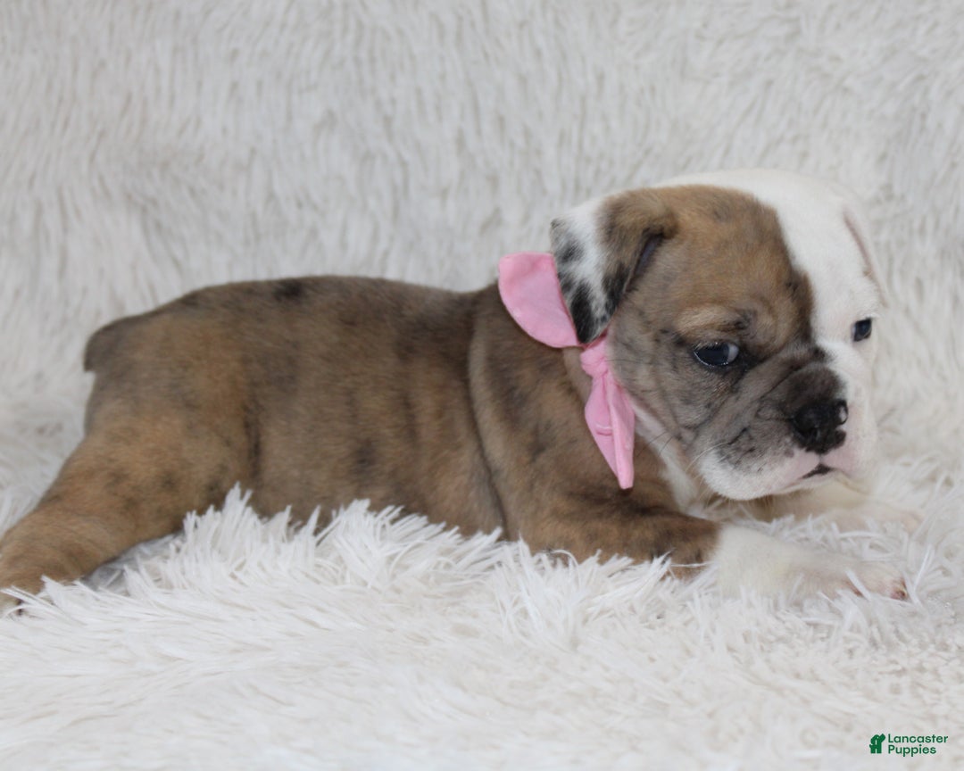 English Bulldog dogs for sale: Raine - Ad 2