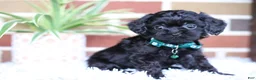 Cavapoo dogs for sale: Button - Ad 9