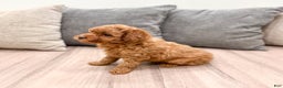 Miniature Poodle dogs for sale: Copper - Ad 4