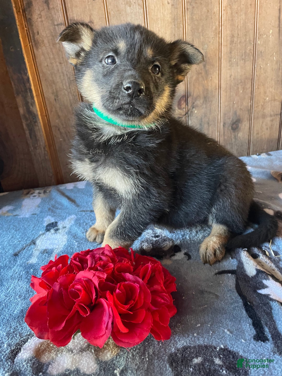 German Shepherd dogs for sale: Norton - Ad 1