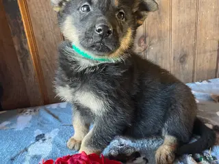 German Shepherd dogs Norton - Ad 30