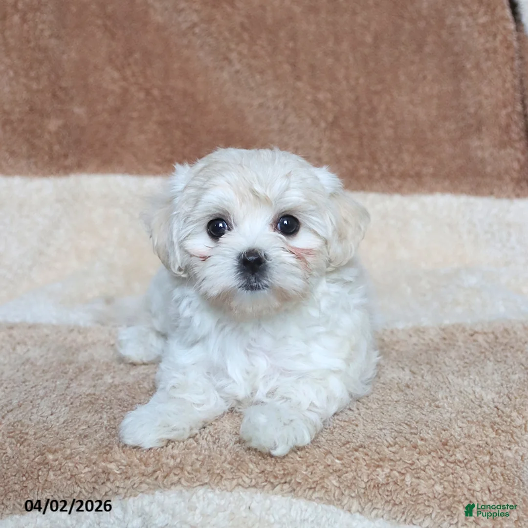 Morkie dogs for sale: Siesta - Ad 1