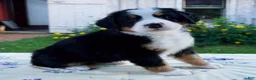 Bernese Mountain Dog dogs for sale: Sandra - Ad 2