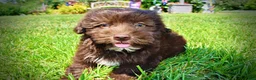 Havapoo dogs for sale: Ewok - Ad 11