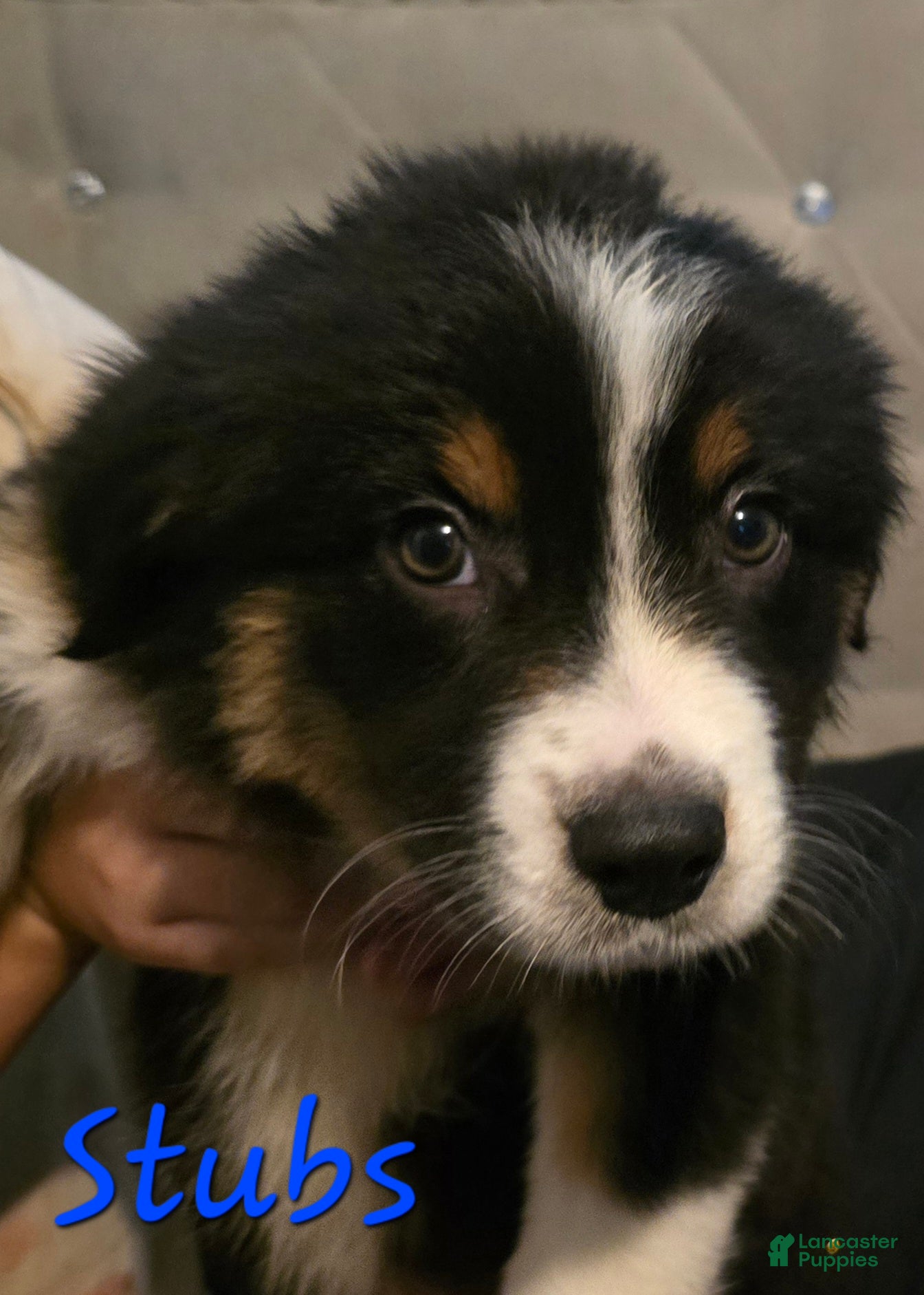 Mixed Breed dogs Male 2 (stubs) - Ad 7