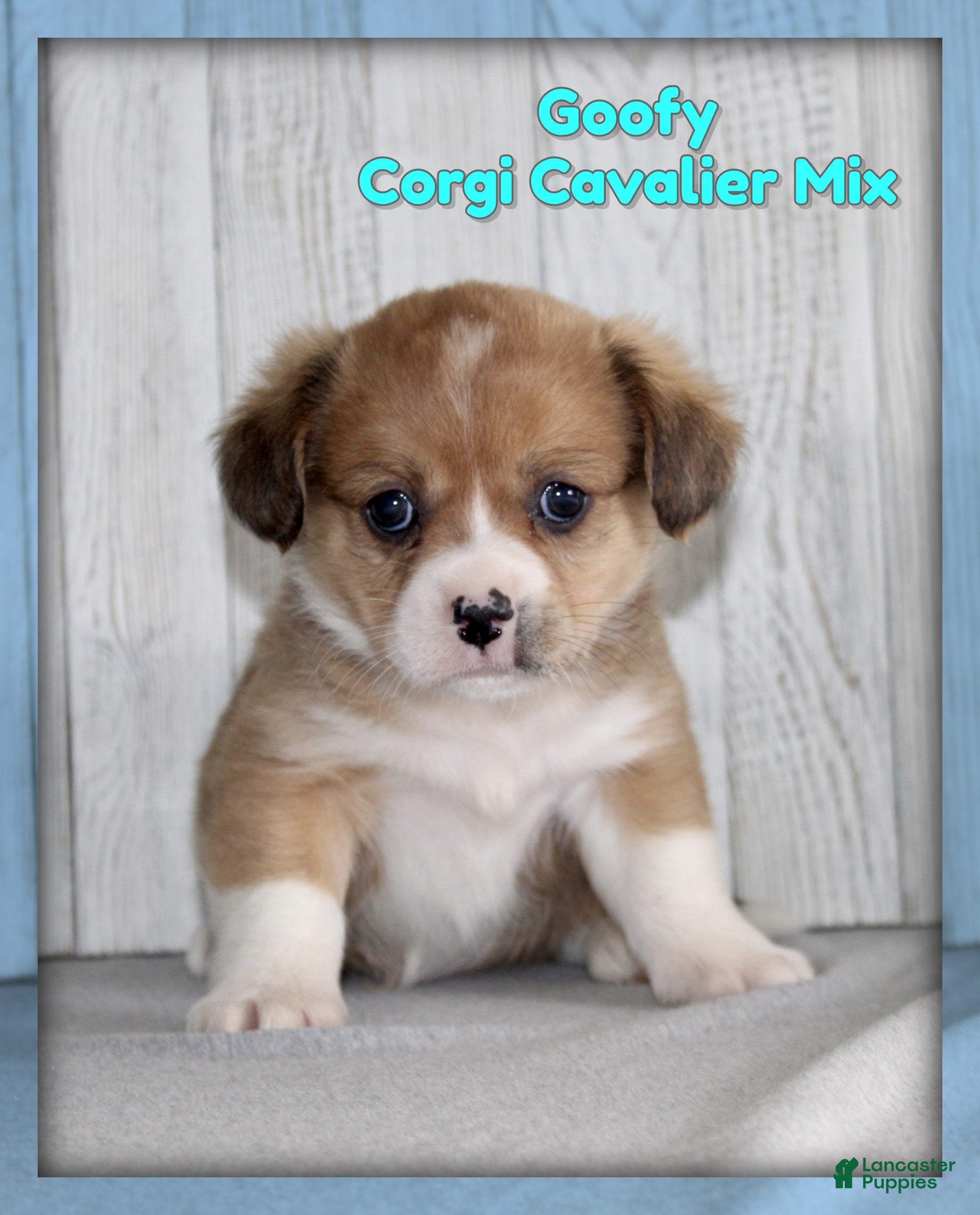 Mixed Breed dogs Goofy - Ad 1