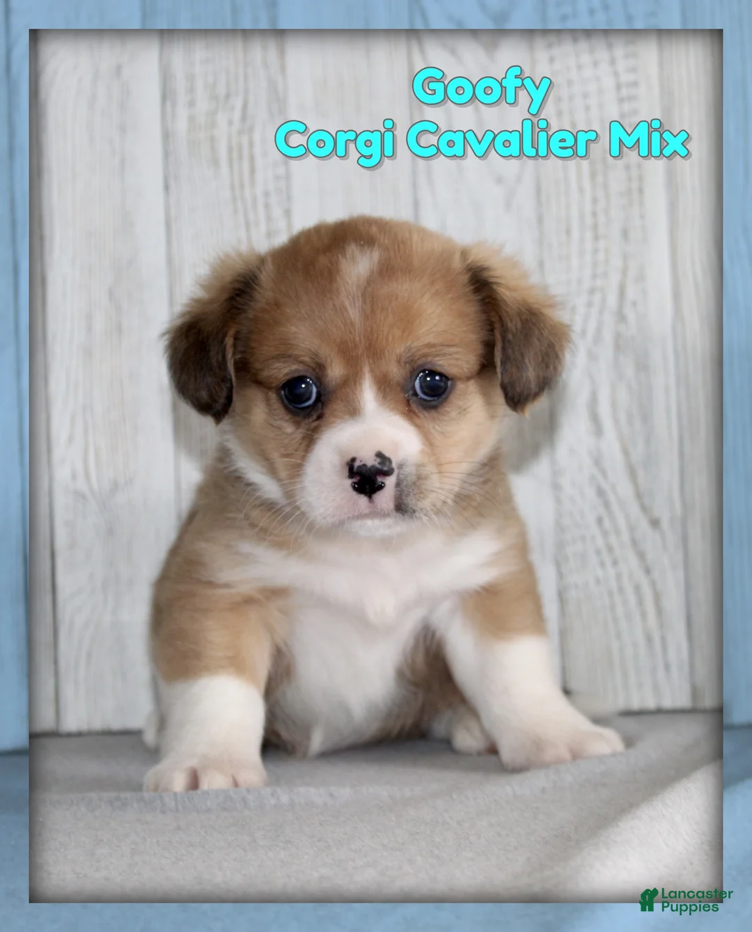 Mixed Breed dogs for sale: Goofy - Ad 1