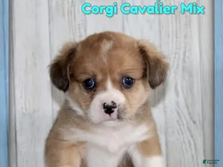 Mixed Breed dogs for sale: Goofy - Ad 1