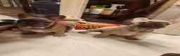 French Bulldog dogs for sale: French Bulldog 5 - Ad 1