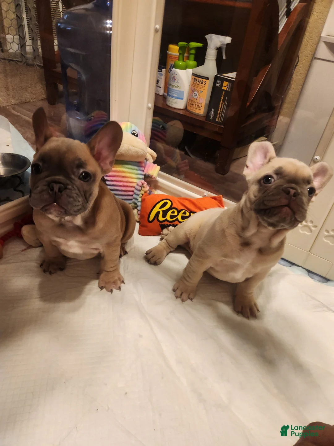 French Bulldog dogs for sale: French Bulldog 5 - Ad 1
