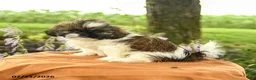 Shih Tzu dogs for sale: Zayla - Ad 3