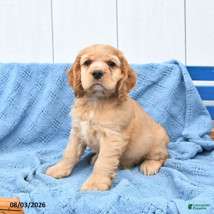 English Cocker Spaniel dogs for sale: Scooby - Ad 2