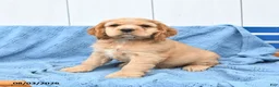 English Cocker Spaniel dogs for sale: Scooby - Ad 1
