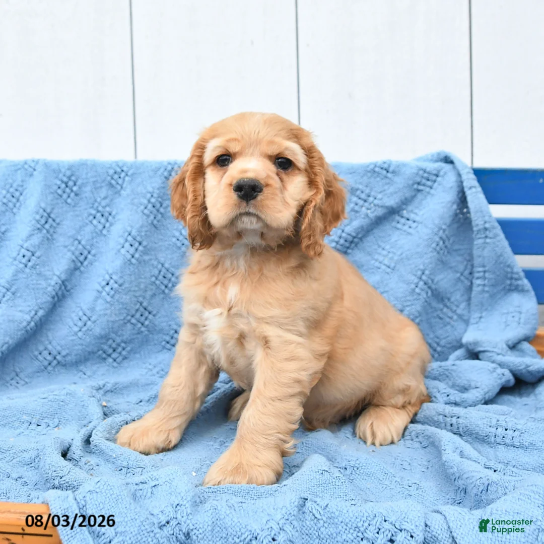 English Cocker Spaniel dogs for sale: Scooby - Ad 1