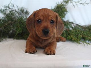 Dachshund dogs Sugar - Ad 39