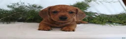 Dachshund dogs for sale: Sugar - Ad 3