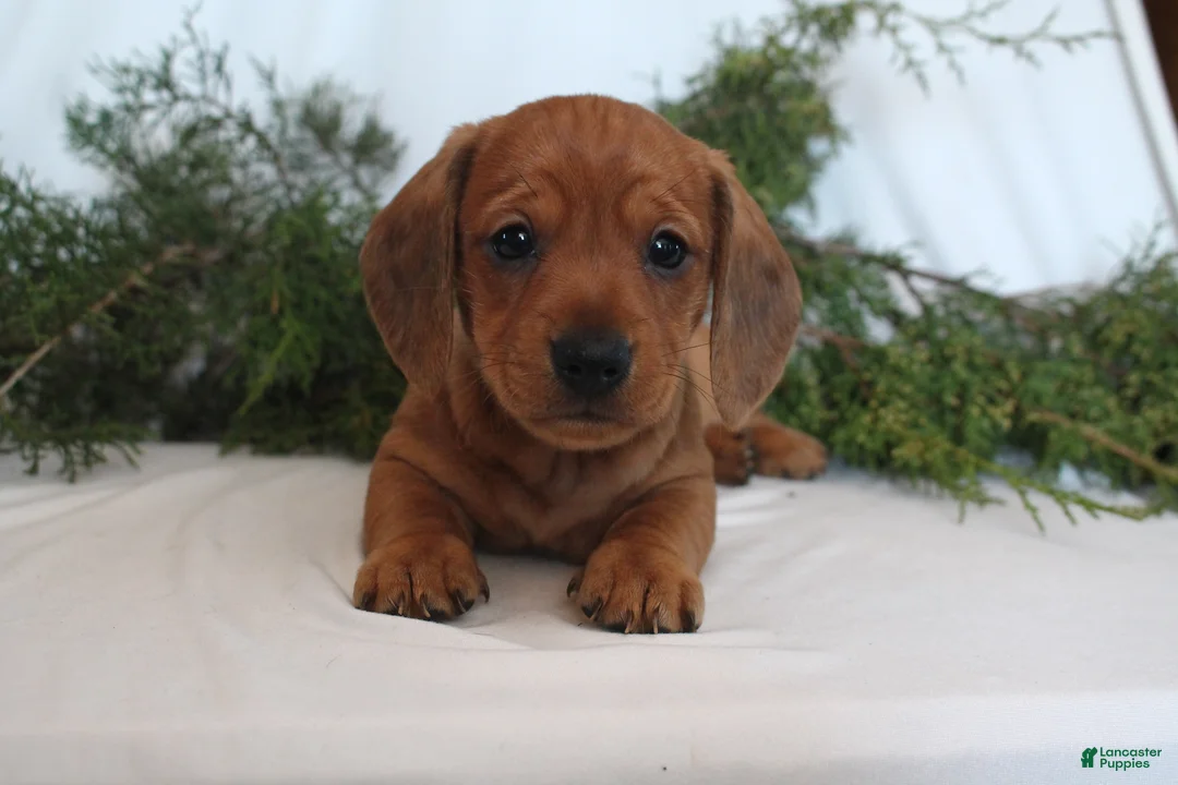 Dachshund dogs for sale: Sugar - Ad 3