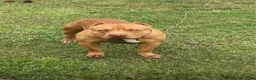 American Bully dogs for sale: American Bully 2 - Ad 5