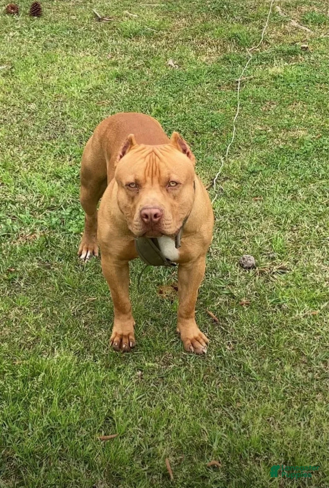 American Bully dogs for sale: American Bully 1 - Ad 4