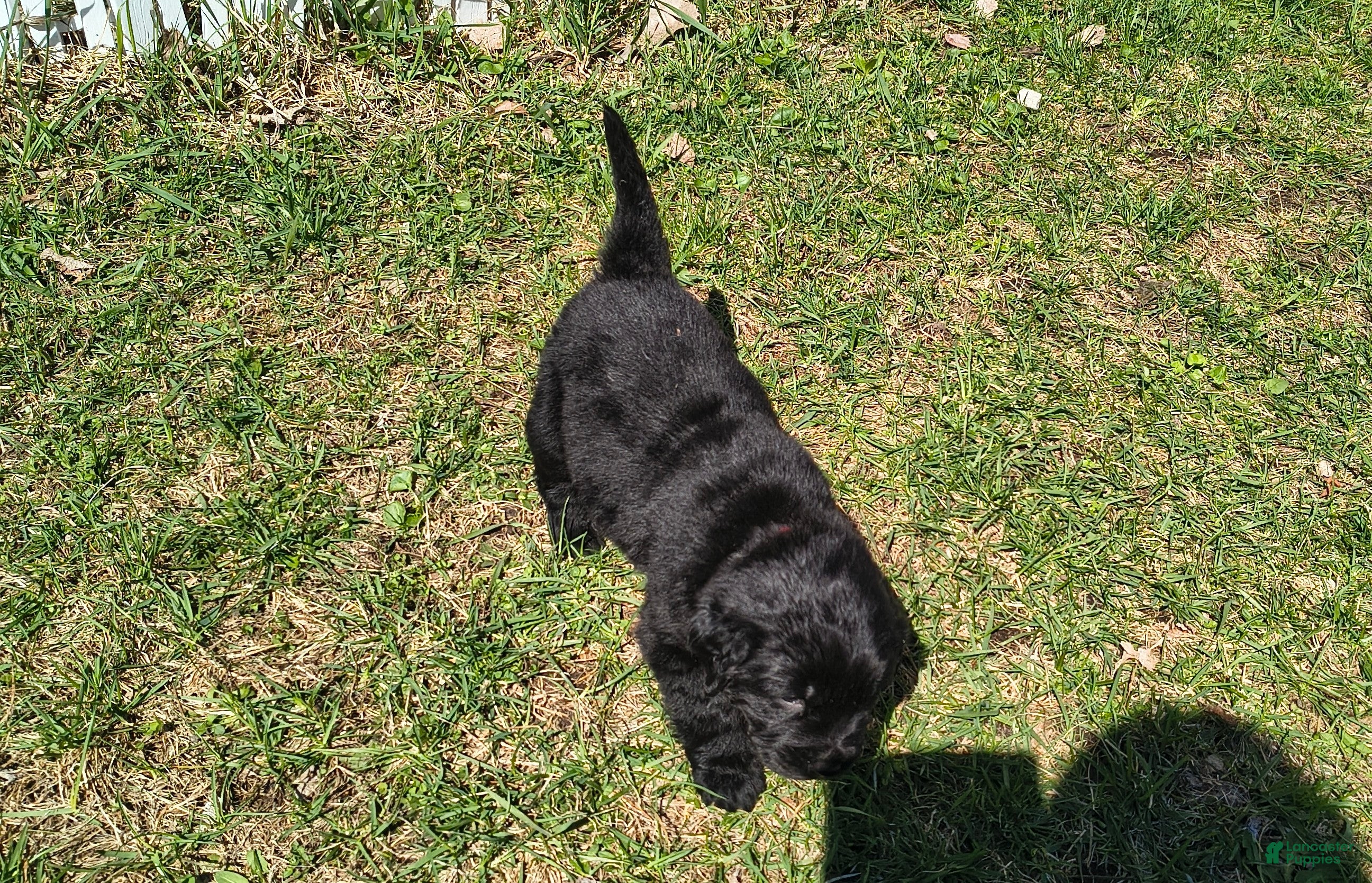Newfoundland dogs Pink collar  - Ad 3