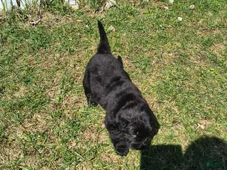 Newfoundland dogs Pink collar - Ad 3