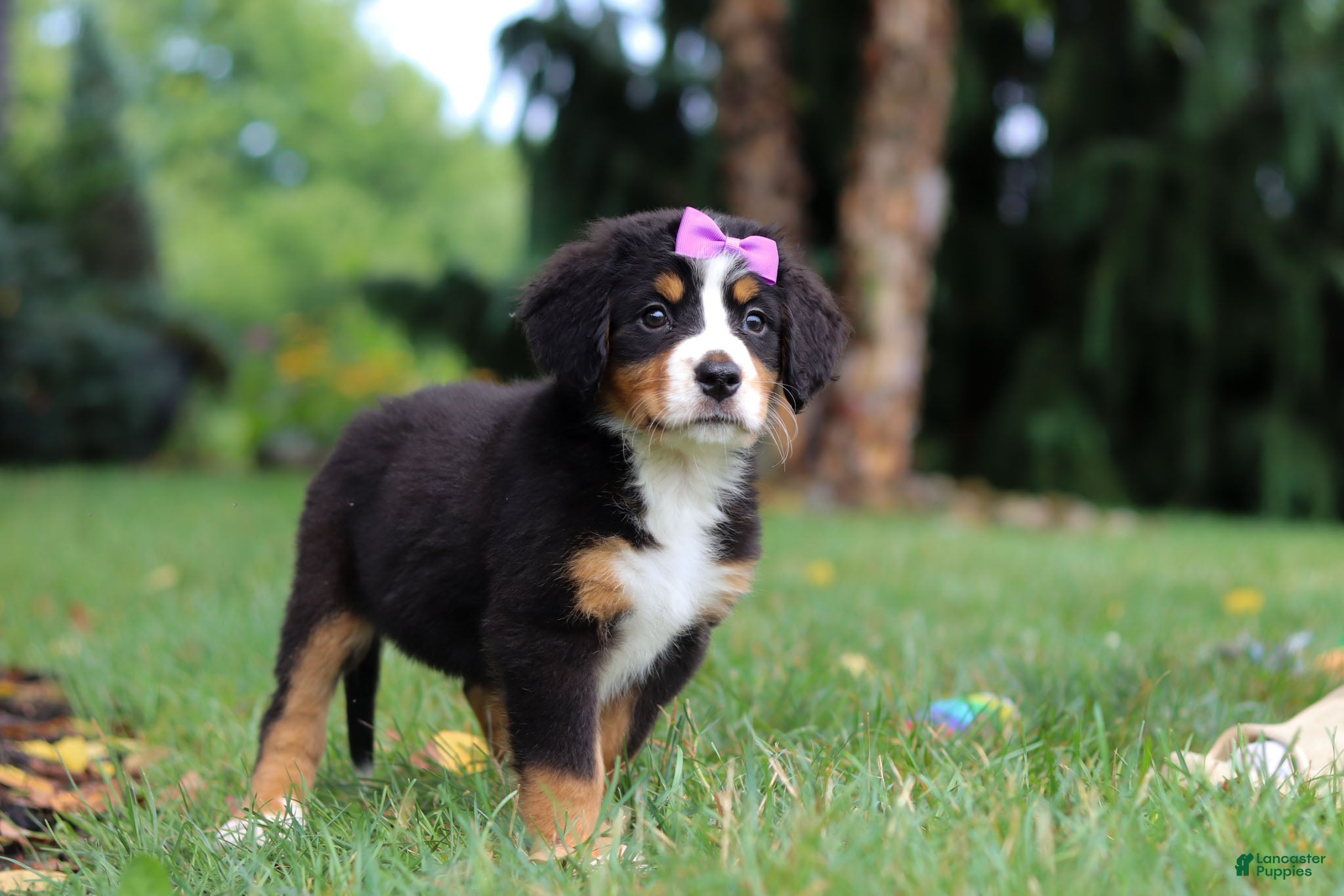 Bernese Mountain Dog dogs Scarlett - Ad 2