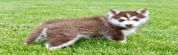 Pomsky dogs for sale: Violet - Ad 7