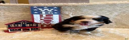 Bernese Mountain Dog dogs for sale: Dean - Ad 8