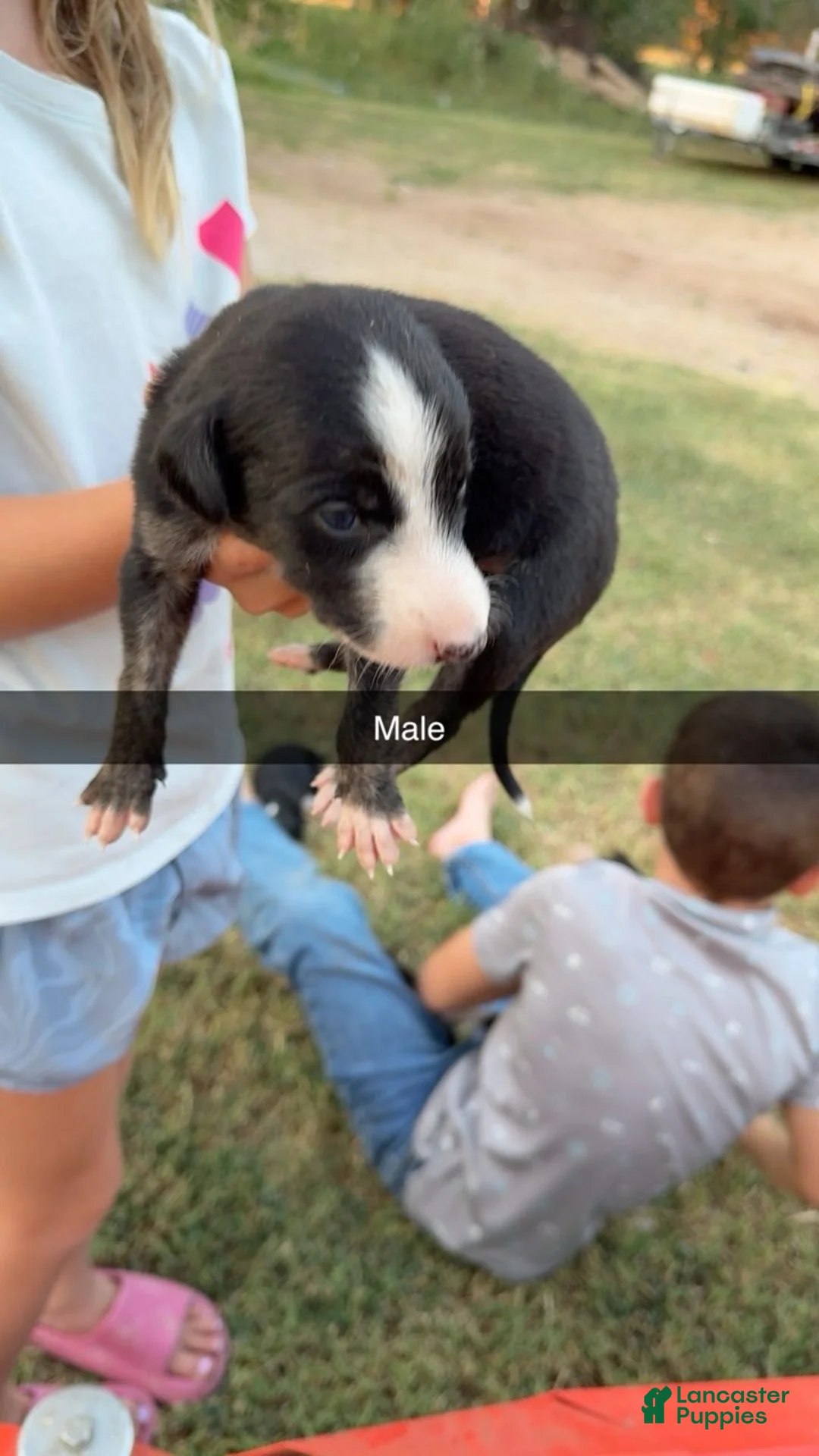 Greyhound dogs for sale: Boy 1 - Ad 1