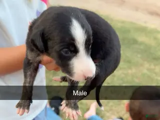 Greyhound dogs Boy 1 - Ad 7