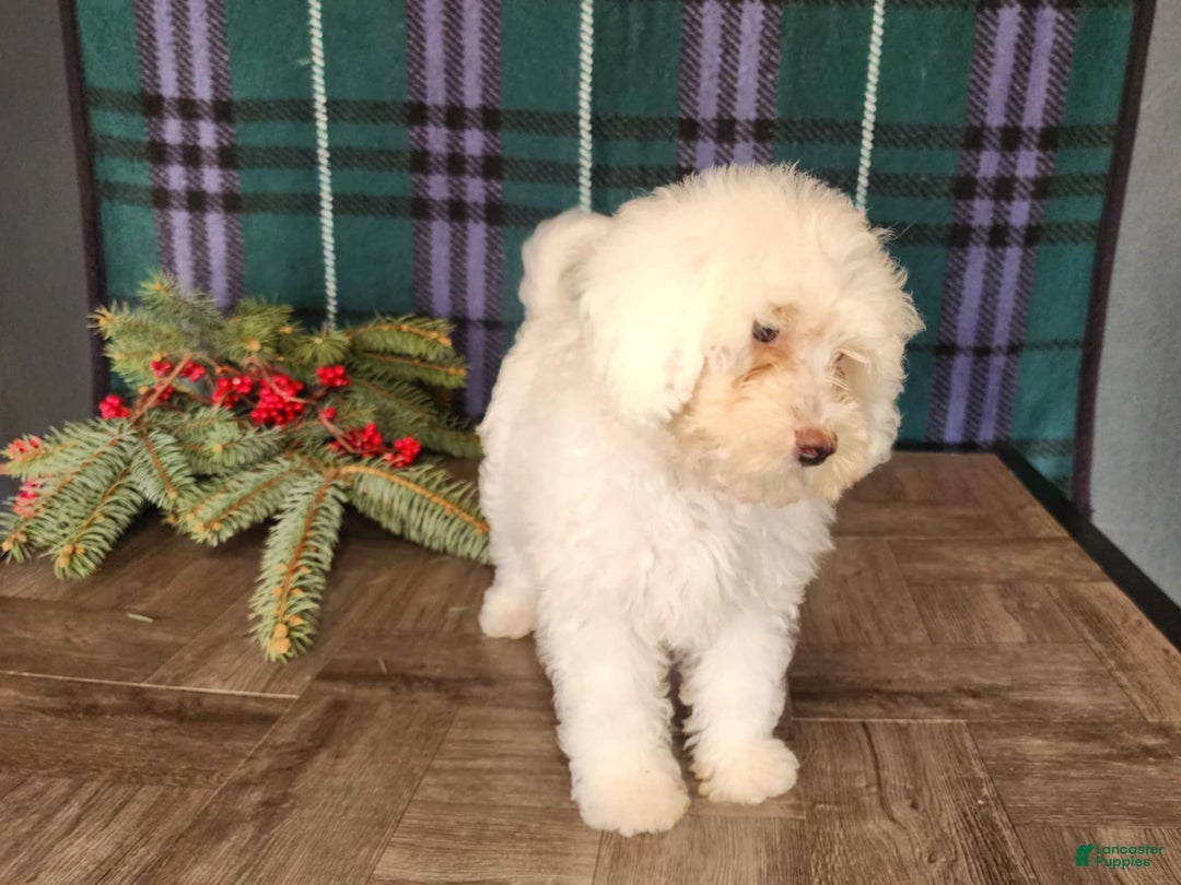 Mini Bernedoodle dogs for sale: Flake - Ad 16