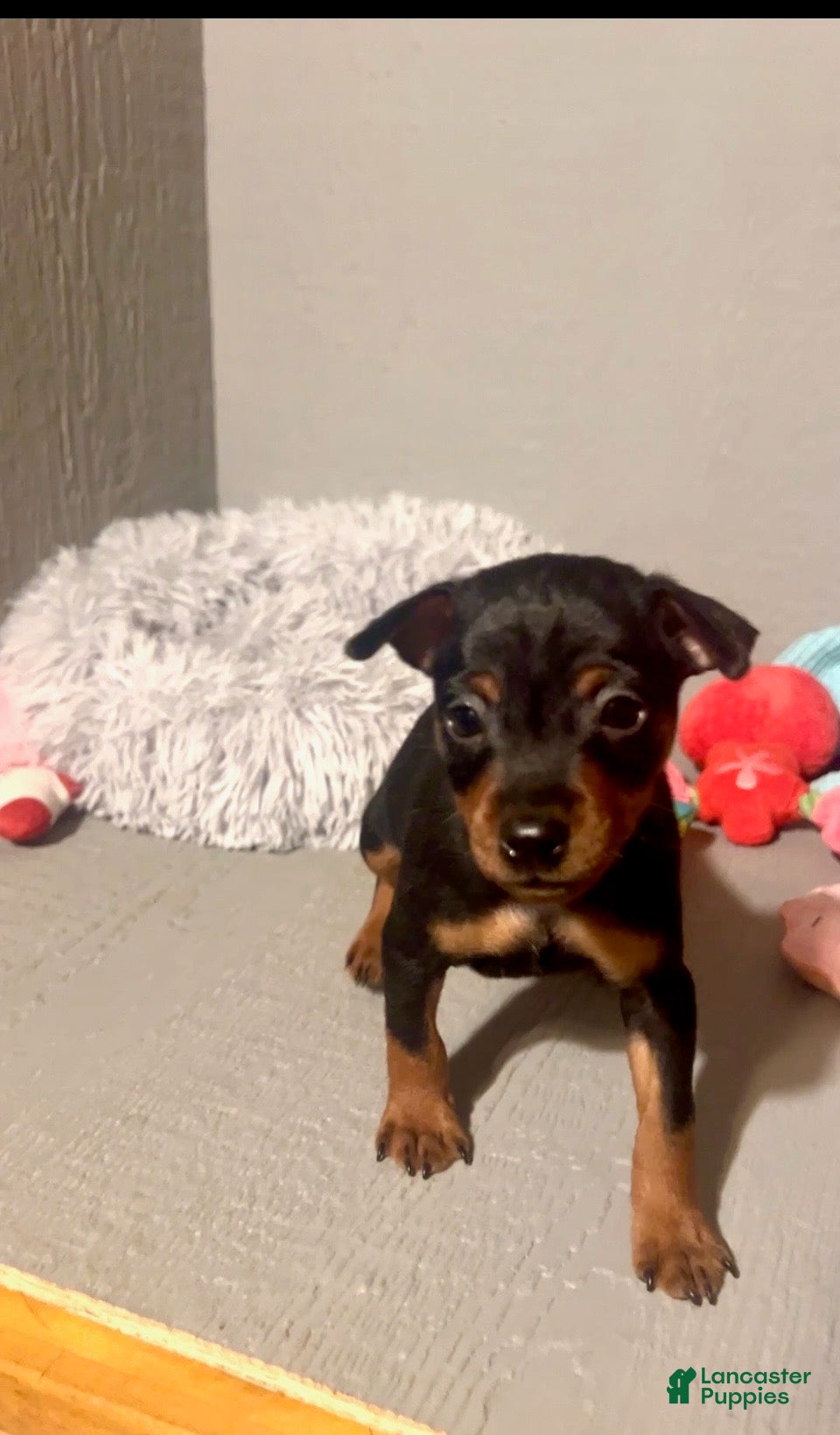 Miniature Pinscher dogs Blaze - Ad 2
