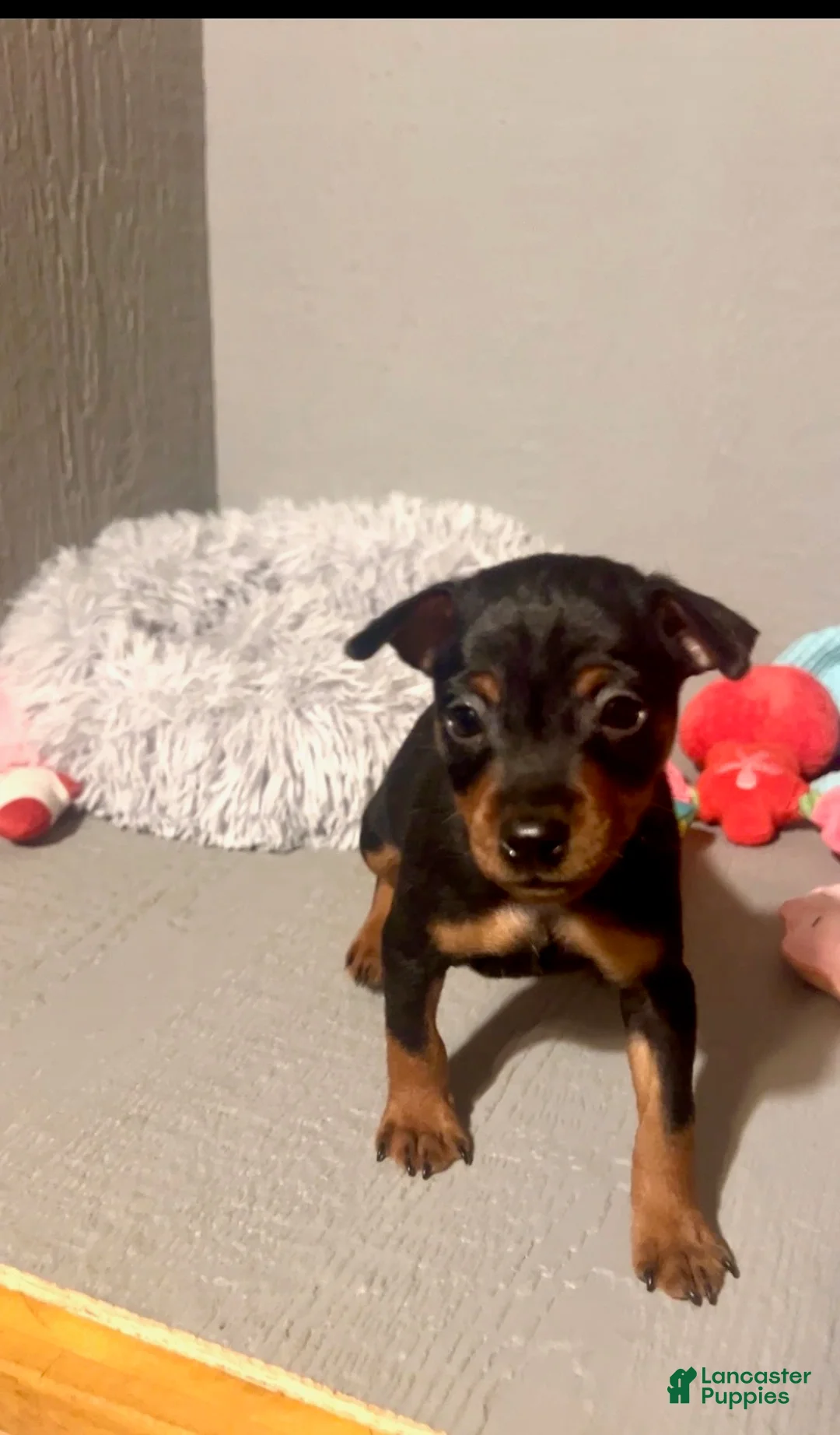 Miniature Pinscher dogs for sale: Blaze - Ad 2
