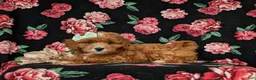Cavapoo dogs for sale: Godiva - Ad 4