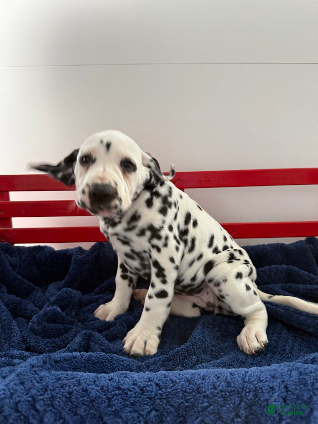 Dalmatian dogs for sale: Tessa - Ad 12