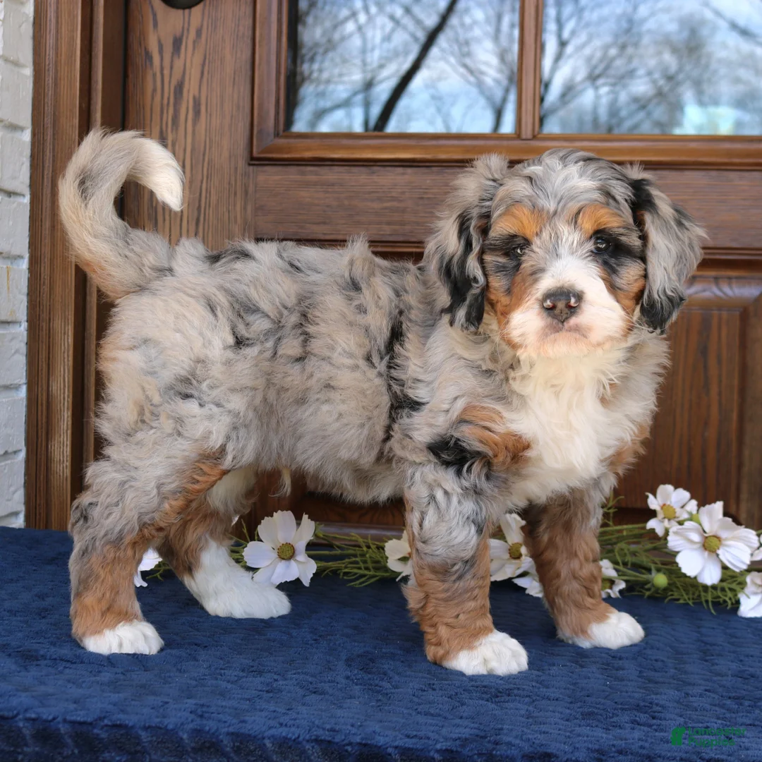 Mini Bernedoodle dogs for sale: Jordan  - Ad 4