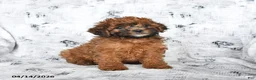 Cavapoo dogs for sale: Dandelion - Ad 3