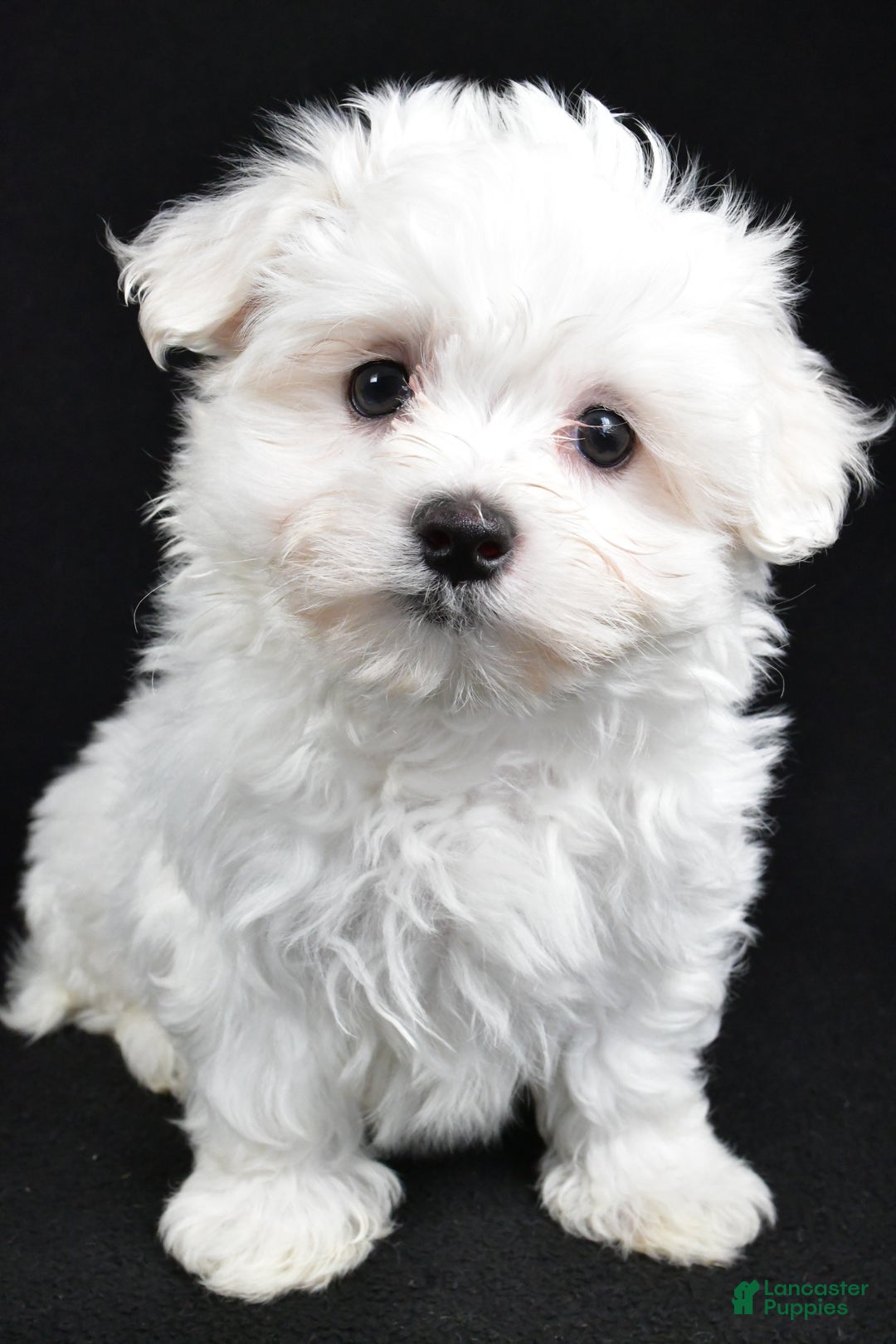 Maltese dogs for sale: Jordan - Ad 9