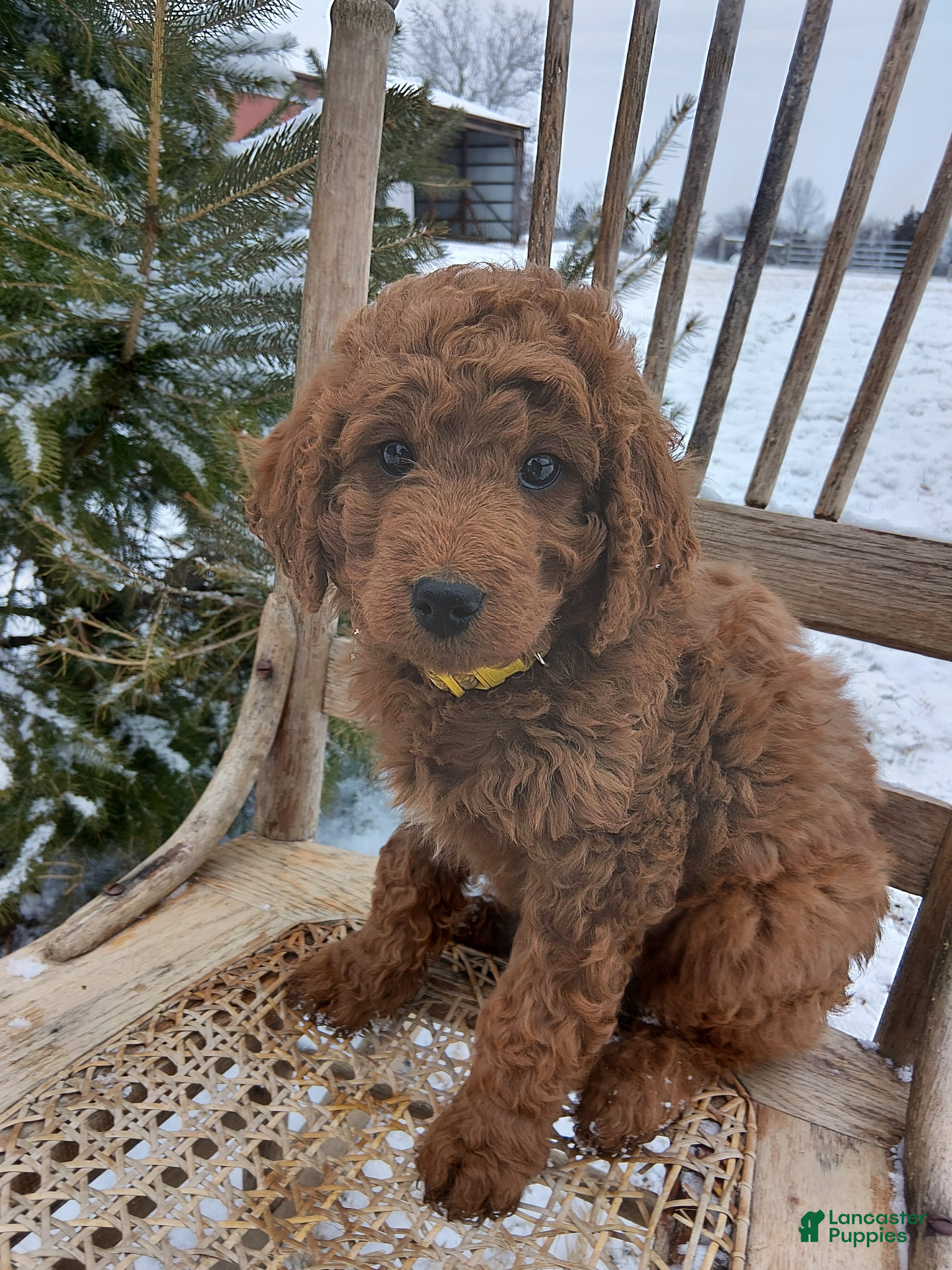 Irish Doodle dogs F1B Daisy - Ad 4