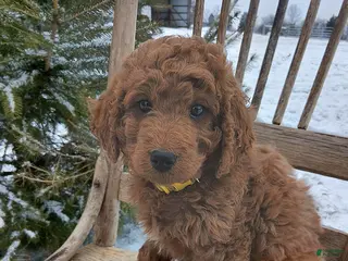 Irish Doodle dogs F1B Daisy - Ad 3