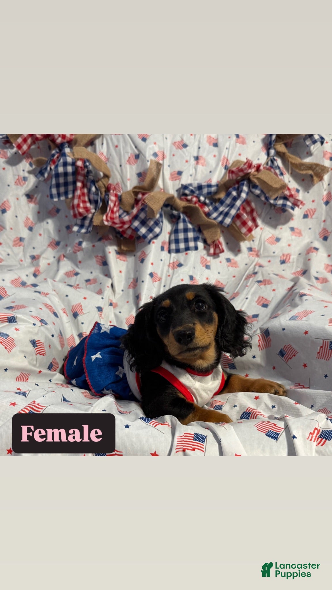 Miniature Dachshund dogs Miniature Dachshund 4 - Ad 20