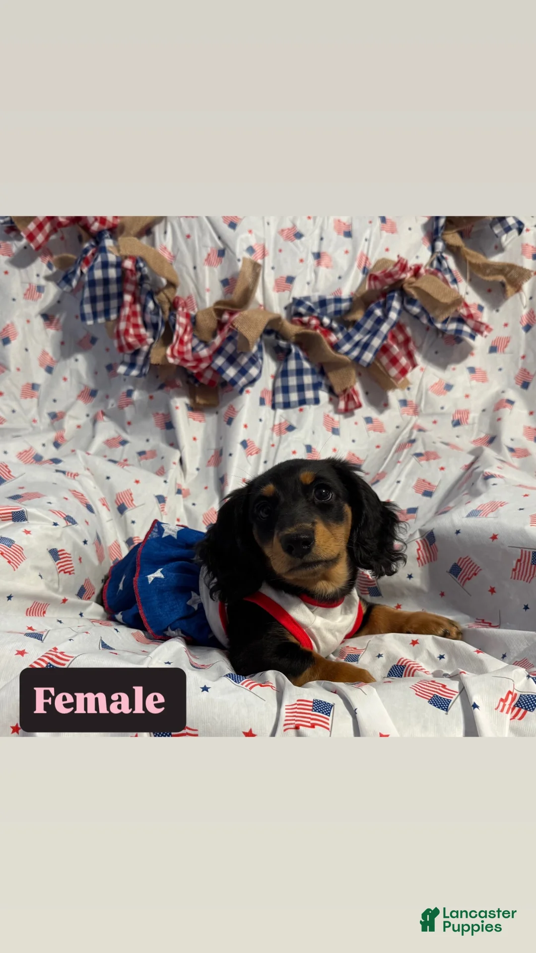 Miniature Dachshund dogs for sale: Miniature Dachshund 4 - Ad 1