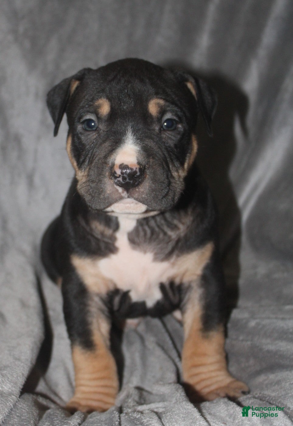 American Bully dogs Moose  - Ad 2