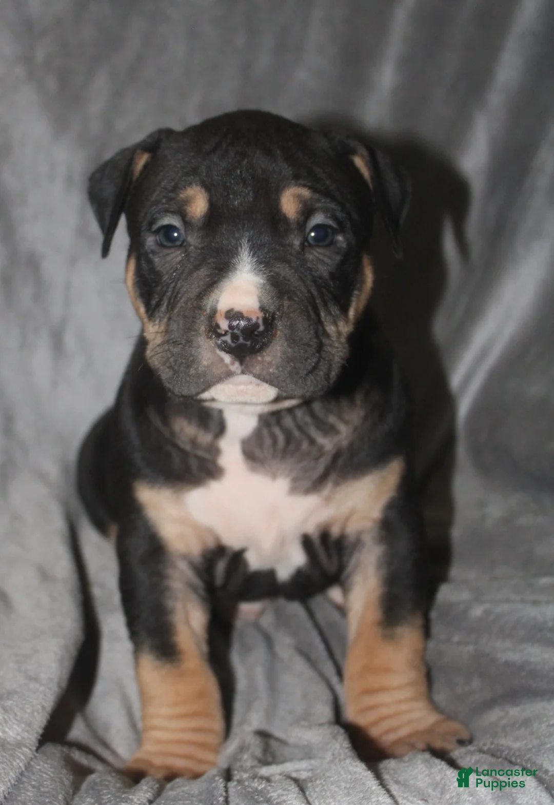 American Bully dogs for sale: Moose  - Ad 2