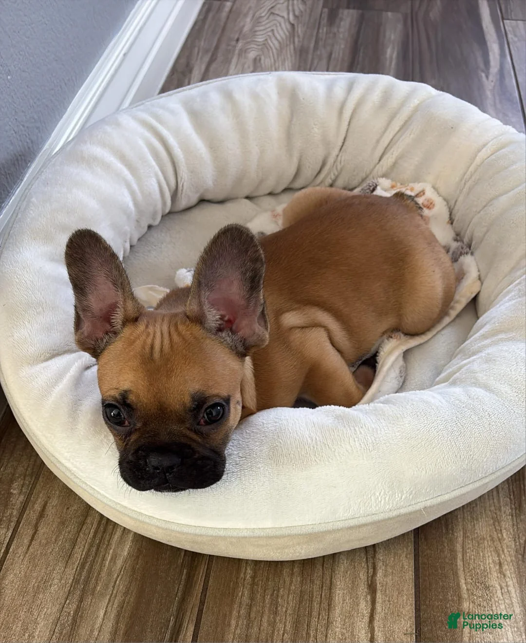 French Bulldog dogs for sale: French Bulldog Puppy  - Ad 2